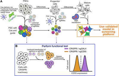 Functional genomics in stem cell models: considerations and applications